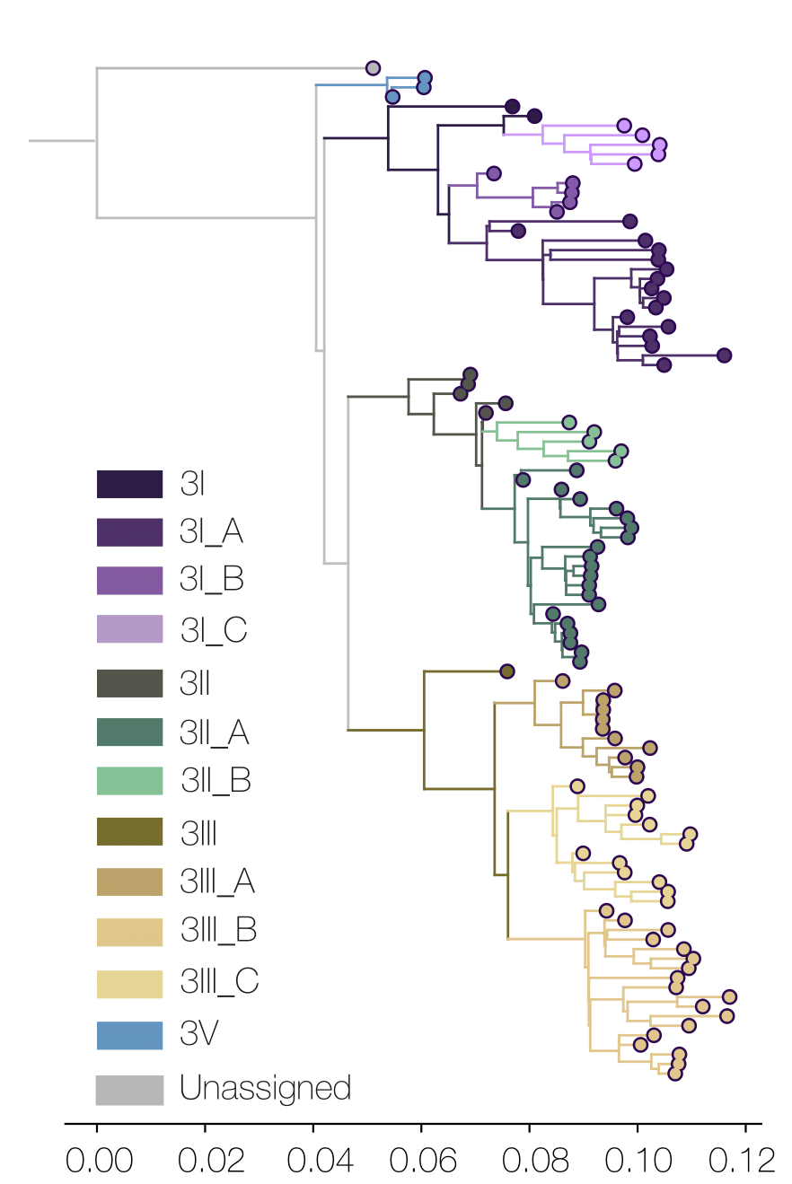 Dengue virus 3 phylogenetic tree