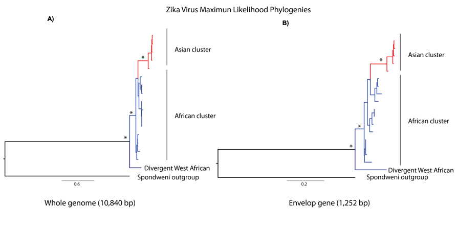 Zika Virus phylogenetic tree