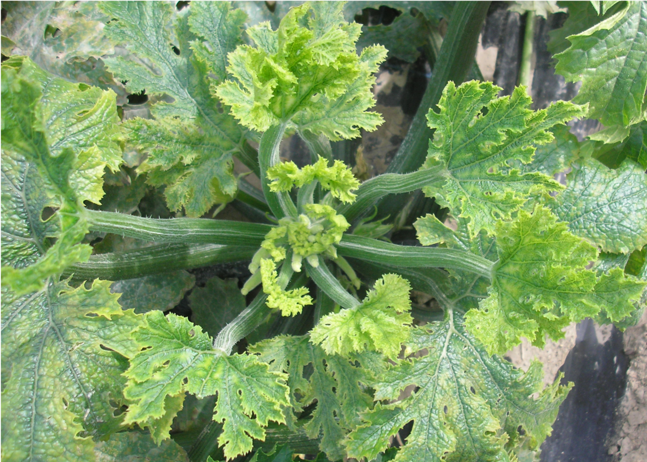 Wild perennial cucurbit Ecballium elaterium (squirting cucumber) with yellowing symptoms infected with ToLCNDV.